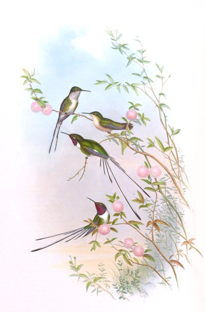 Thaumastura cora in John Gould
